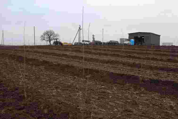 На Волині заклали найбільший вишневий сад в області