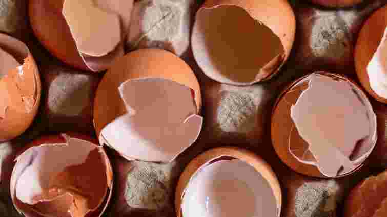 Чудодійний розчин: як зробити добриво для кімнатних рослин з яєчної шкаралупи