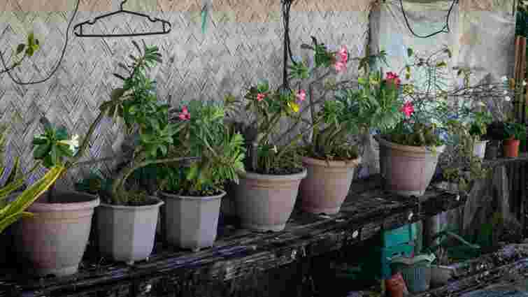 Дуже проста конструкція: як захистити садові вазони від тріщин взимку