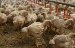 Брати Добкіни збудують на Волині птахофабрику на 1 млн бройлерів