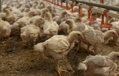 Брати Добкіни збудують на Волині птахофабрику на 1 млн бройлерів