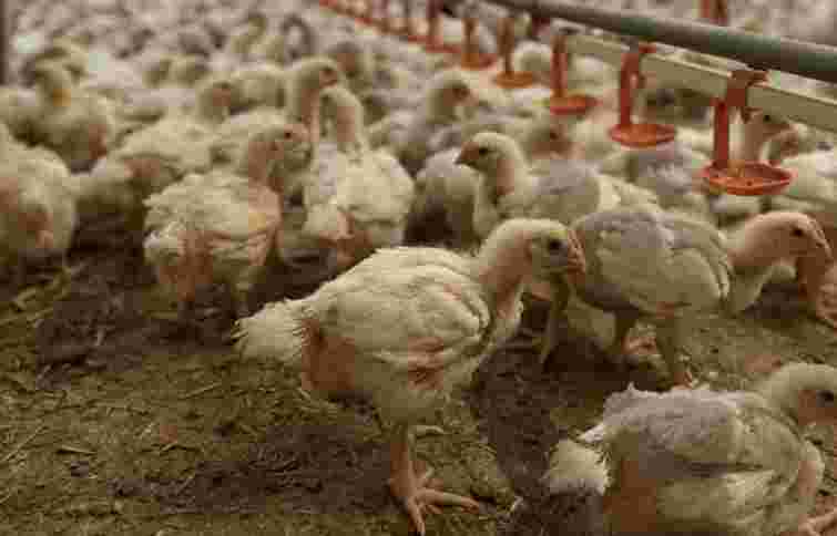 Брати Добкіни збудують на Волині птахофабрику на 1 млн бройлерів