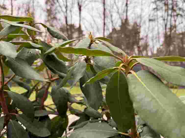 Буде плюсова температура: синоптики повідомили прогноз погоди у Львові на тиждень