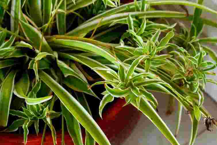 Справляться навіть новачки: як визначити, коли пора поливати хлорофітум