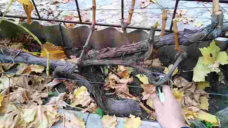 Подвійна дія: як захистити виноградник взимку і від морозу, і від шкідників