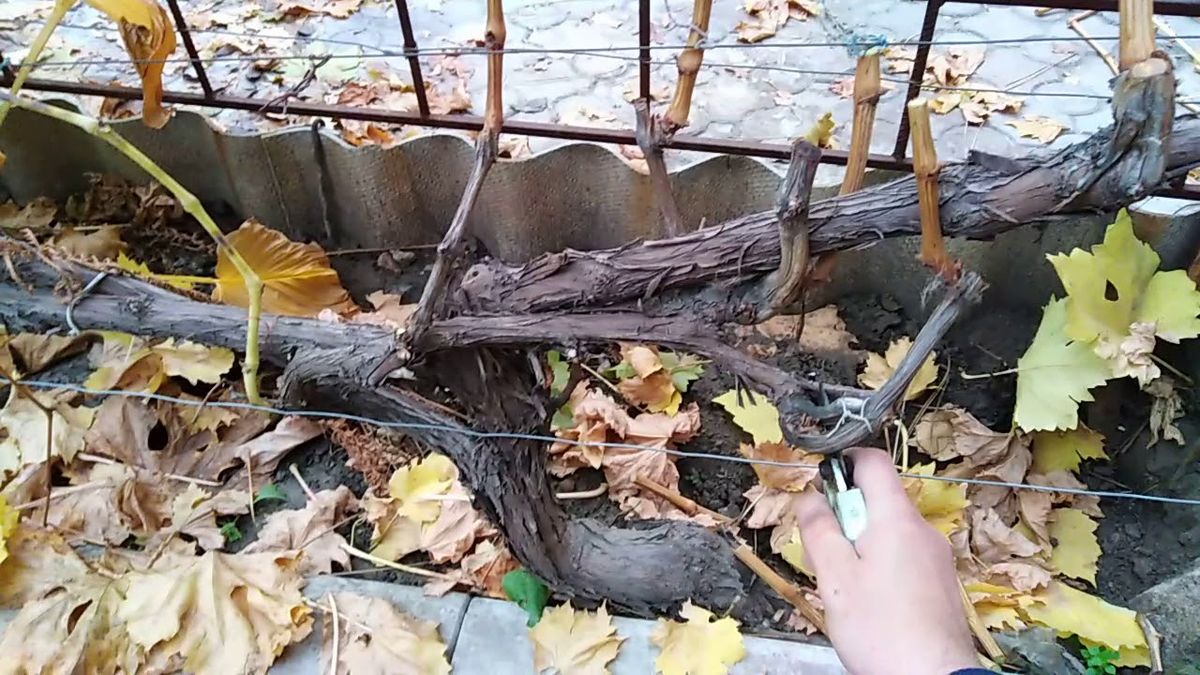 Подвійна дія: як захистити виноградник взимку і від морозу, і від шкідників