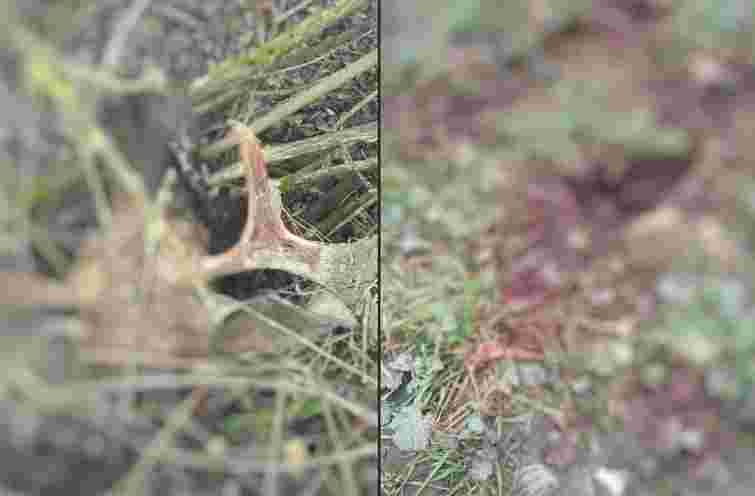 На Волині браконьєри вбили двох червонокнижних лосів 