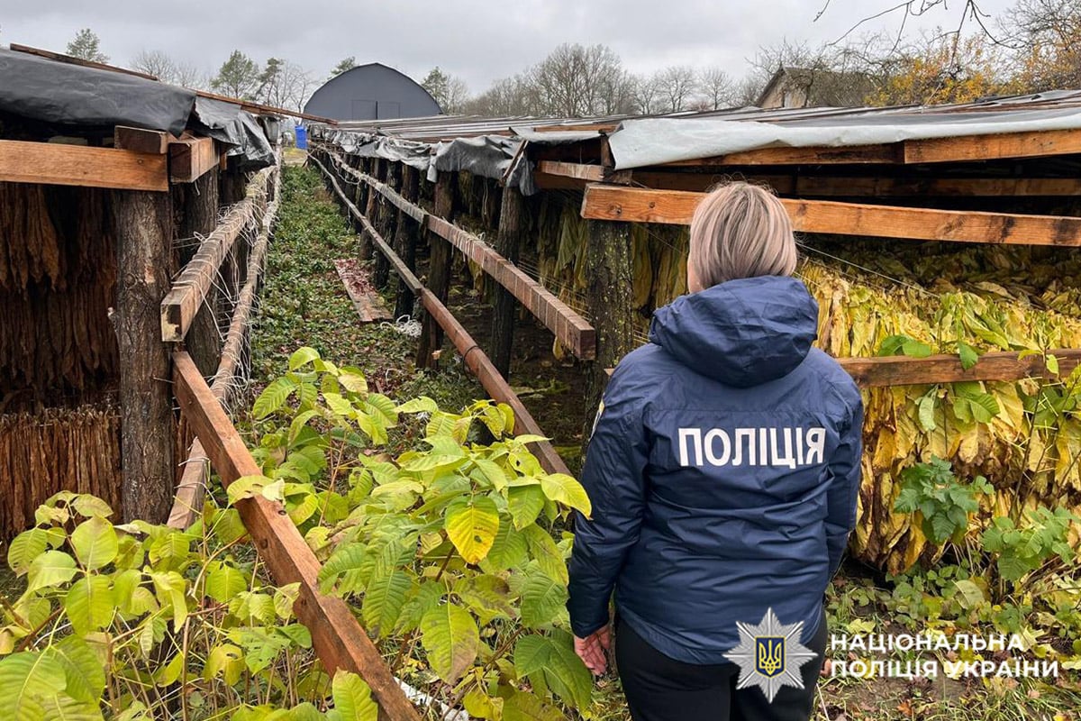 Під час обшуків поліцейські вилучили тонни листя тютюну (фото поліції)
