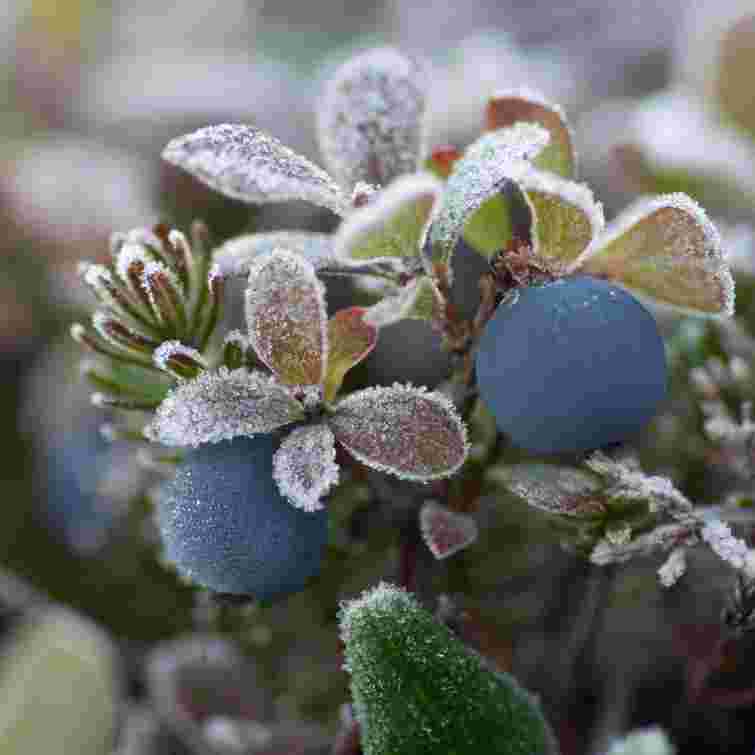 Ви точно забули це зробити: чим підживити лохину взимку для стійкості