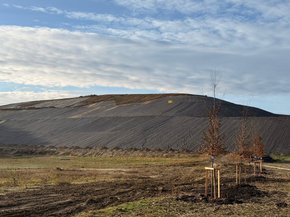 На Грибовицькому полігоні почали висаджувати перші дерева