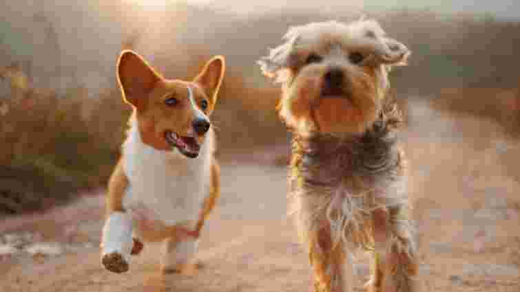 Що таке темперамент у собак: як на нього впливають родовід і порода