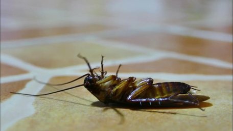 Як позбутися тарганів за одну ніч: простий трюк із бананом, який реально працює