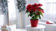 Найулюбленіша різдвяна квітка: як доглядати за пуансетією, щоб не викинути її після свят