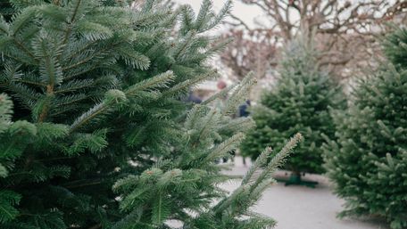 Лайфхак перед святами: як переконатися, що ваша ялинка легальна