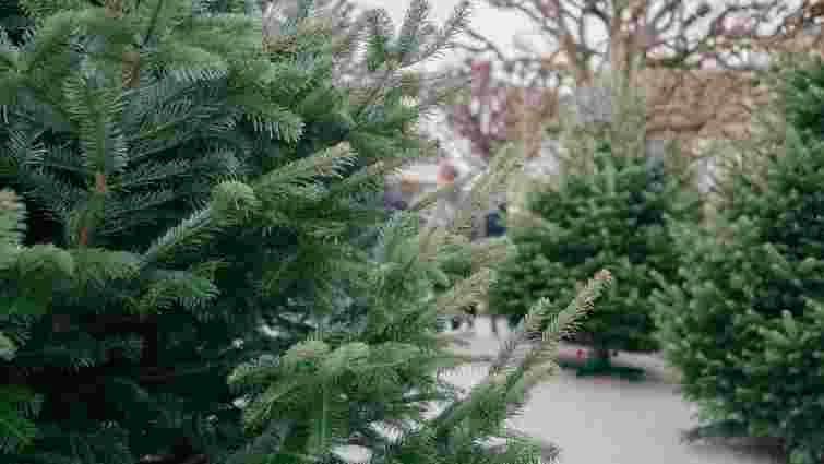 Лайфхак перед святами: як переконатися, що ваша ялинка легальна