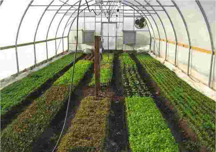 Отримаєте ранню зелень вже за декілька тижнів: що посадити в теплиці на зиму