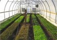 Отримаєте ранню зелень вже за декілька тижнів: що посадити в теплиці на зиму
