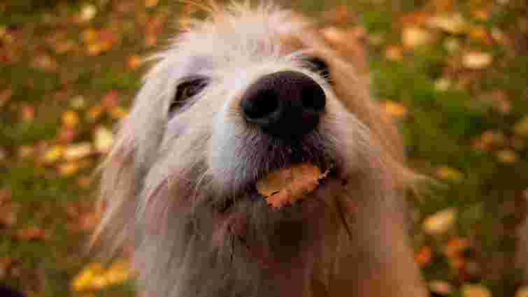 Зекономите на візиті до ветеринара: як навчити собаку не підбирати їжу на вулиці