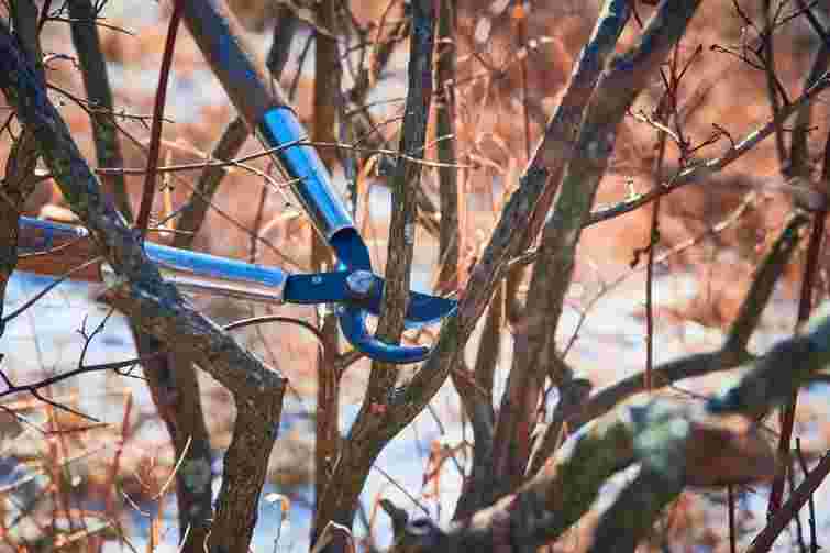 Не відкладайте до весни: які роботи в саду можна виконати завдяки теплій зимі