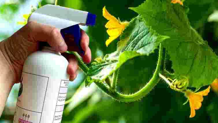 Ви будете в захваті від результату: 5 найкращих біофунгіцидів для саду та городу