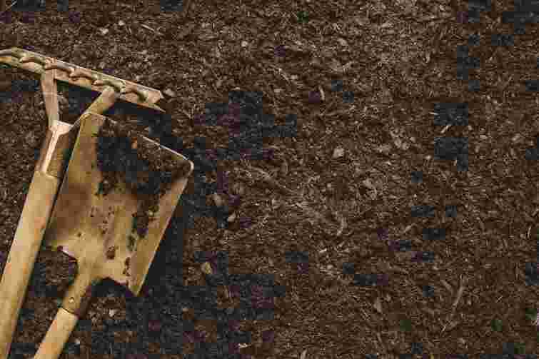 Ягоди збиратимете відрами: як перекопати ґрунт біля кущів смородини і малини в грудні