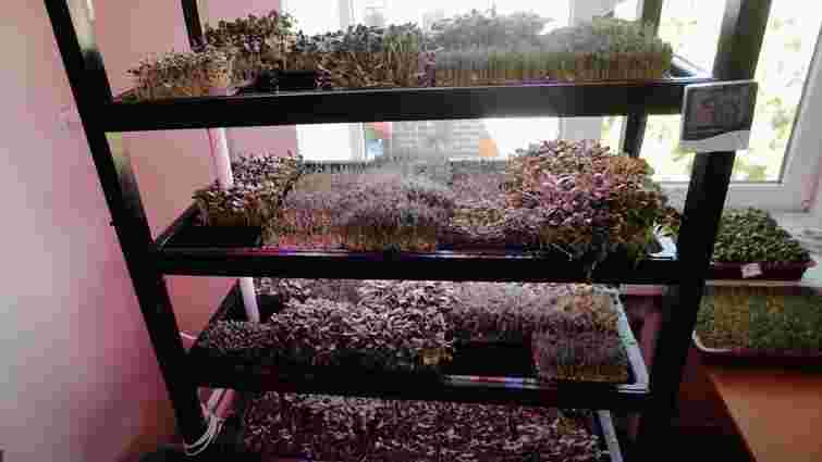 Українські школярі заробили понад мільйон гривень на вирощуванні мікрозелені