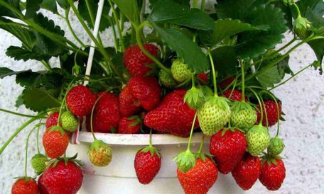 Солодкі ягоди цілий рік: як виростити полуницю у квартирі