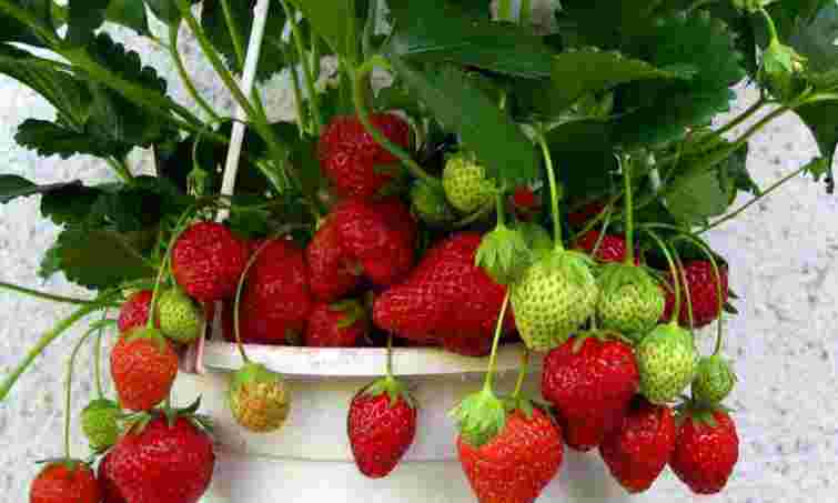 Солодкі ягоди цілий рік: як виростити полуницю у квартирі