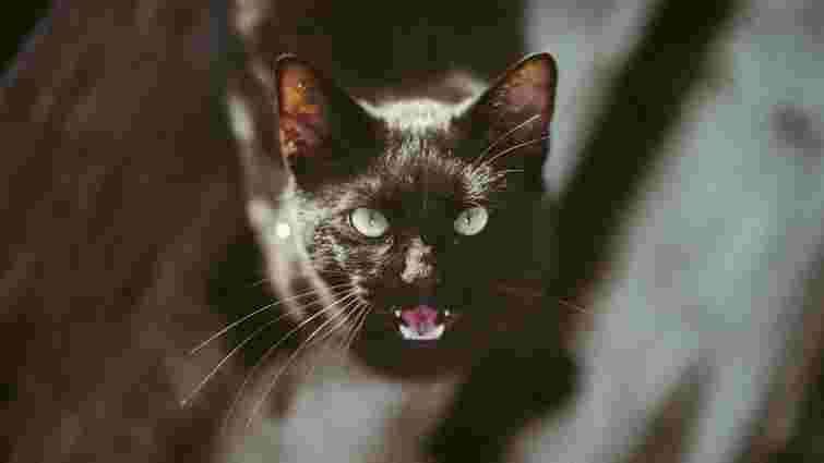 Голод, самотність чи хвороба: чому кіт ходить по будинку та постійно нявкає 
