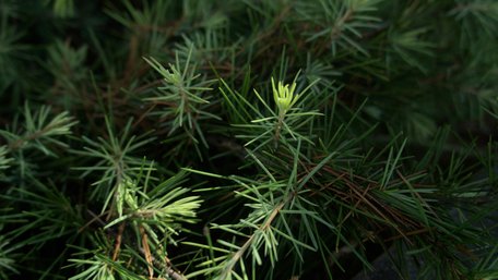 Голки, запах, форма: як швидко відрізнити смереку від ялиці