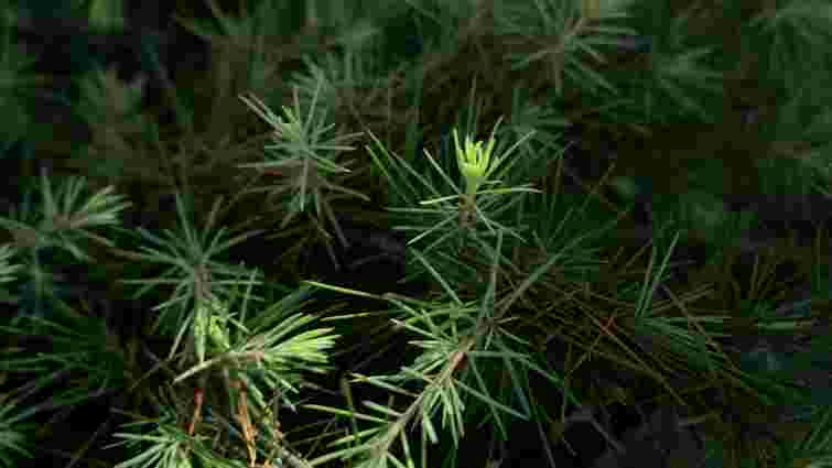 Голки, запах, форма: як швидко відрізнити смереку від ялиці