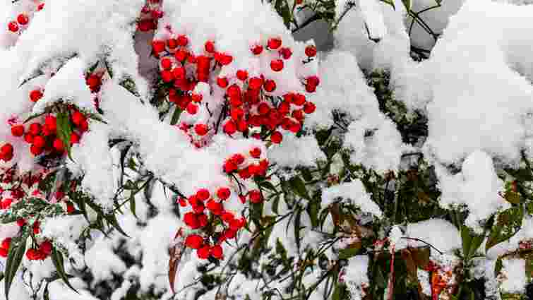 І гуманно, і безпечно для саду: який матеріал найкраще захистить дерева від гризунів 