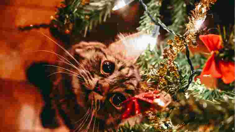 Свята без хаосу: як не дозволити коту перевернути і знищити вашу ялинку 