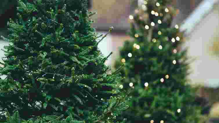 Секрет свіжості ялинки: що додати у воду, щоб вона довше не опадала 