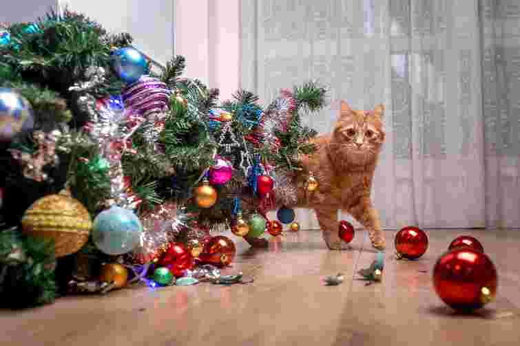Це точно врятує ялинку від кота: перевірений спосіб відволікти улюбленця