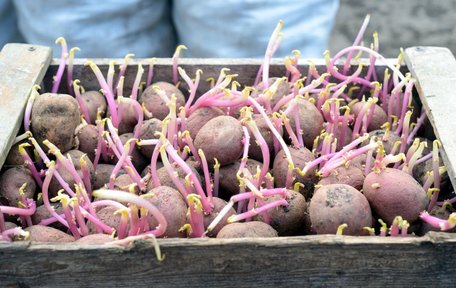 Це небезпечно: чому картопля в погребі почала проростати і як це зупинити