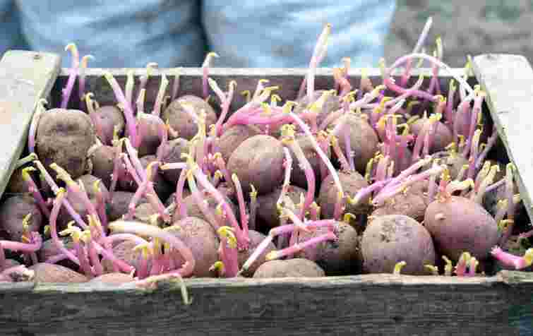 Це небезпечно: чому картопля в погребі почала проростати і як це зупинити