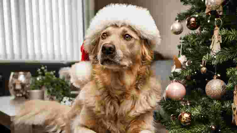 Не тільки шоколад: ці святкові продукти токсичні для улюбленців