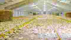 Волинську птахоферму екснардепа Мартиняка планують розширити до понад 80 тис. курей