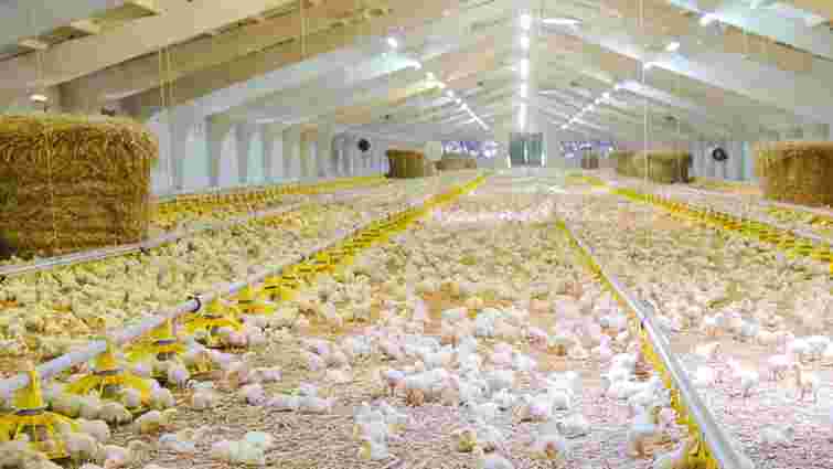 Волинську птахоферму екснардепа Мартиняка планують розширити до понад 80 тис. курей