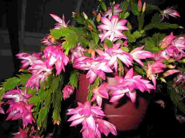 Різдвяник радуватиме квітами всю зиму: треба лише одна таблетка, яка є в кожній аптечці