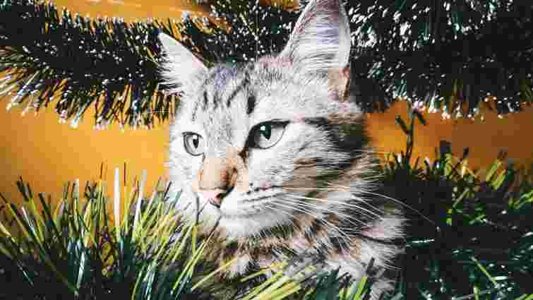 Чому коту так подобається новорічний дощик, і що робити, якщо він його з'їв
