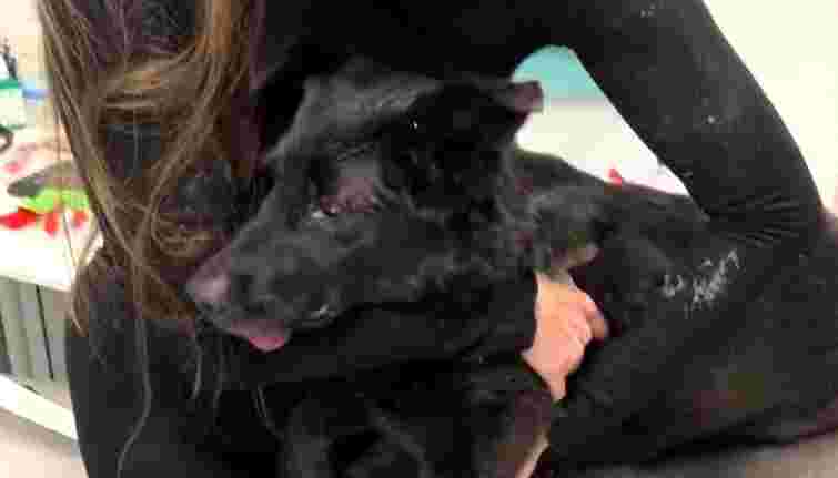 На озері у Франківську невідомі потруїли безпритульних собак