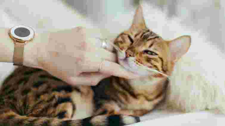 Такої відповіді ви не очікували: чи може кіт підхопити від вас застуду