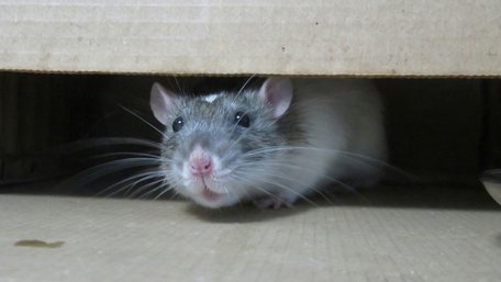 Навіщо розкладати вату по будинку і в гаражі взимку: відлякуємо мишей