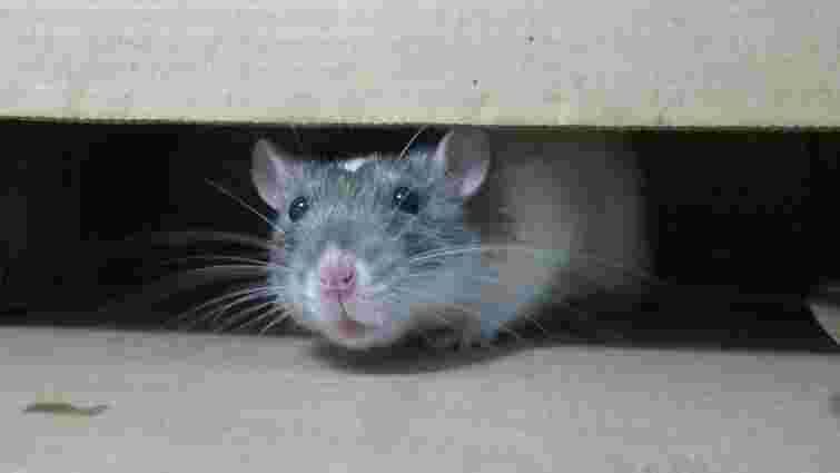 Навіщо розкладати вату по будинку і в гаражі взимку: відлякуємо мишей