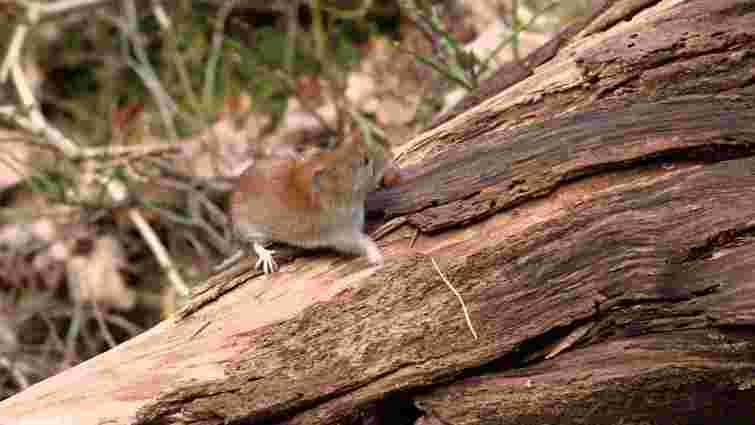 Зимовий щит для саду: як зберегти молоді дерева від гризунів і зайців