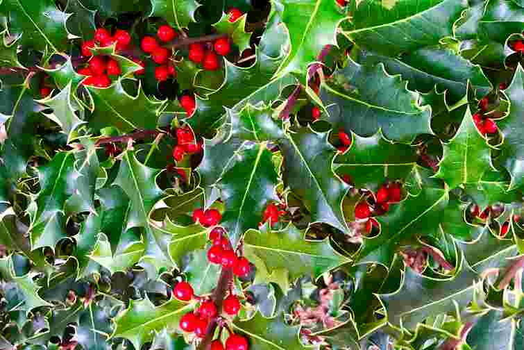 Гостролист як оберіг: чому падуб вважають різдвяним оберегом