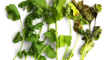 Додайте секретний інгредієнт у воду: як повернути свіжість зів'ялій зелені