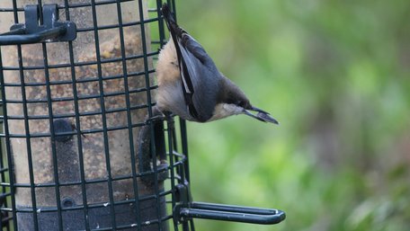 Зерно, насіння чи сало: які продукти варто покласти в пташину годівничку